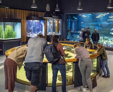 Besøgende på Fiskeri- og Søfartsmuseet kigger på fisk i akvarium